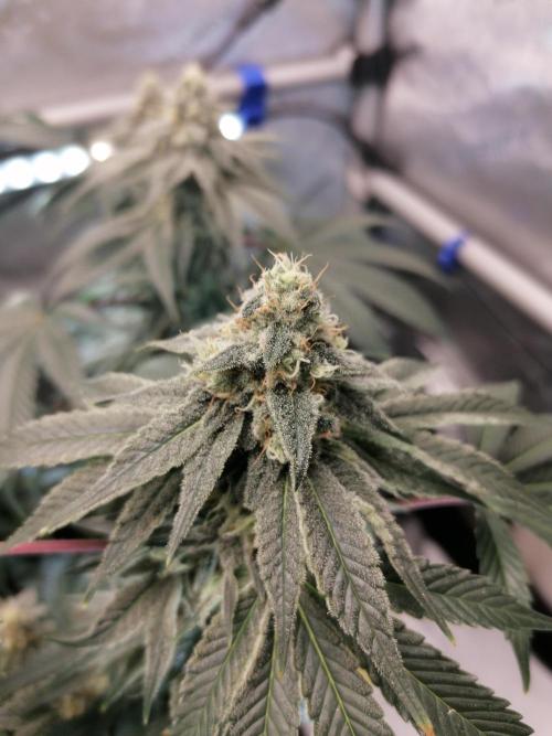 Die nächste Kirsche. Week 11 - W6D39
#1