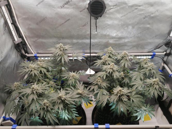 Die nächste Kirsche. Week 11 - W6D39