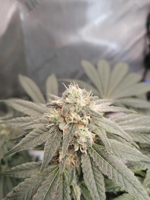 Die nächste Kirsche. Week 11 - W6D39