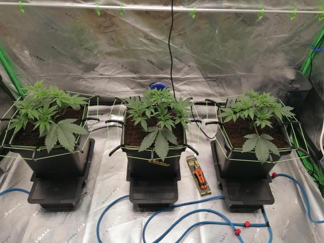 FastBud - Papayton -. Week 4