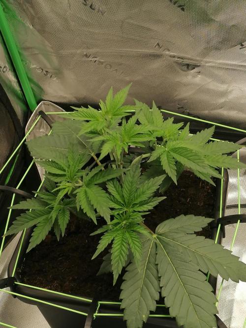 FastBud - Papayton -. Week 4 - W4D29
#3