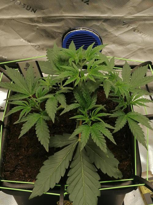 FastBud - Papayton -. Week 4 - W4D29
#2