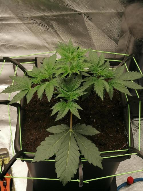 FastBud - Papayton -. Week 4 - W4D29
#1