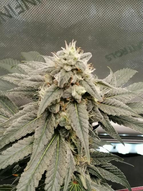 Cherry Mac Muffin. Week 12