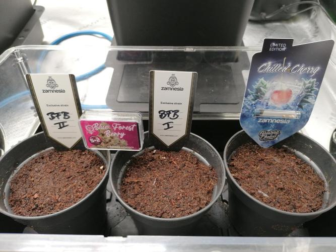 Sweet Berry's. Week 0 - Nach 24h Zewa.
80% Rlf und 26°C