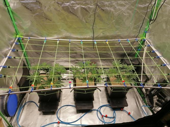 FastBud - Papayton -. Week 5 - W5D35