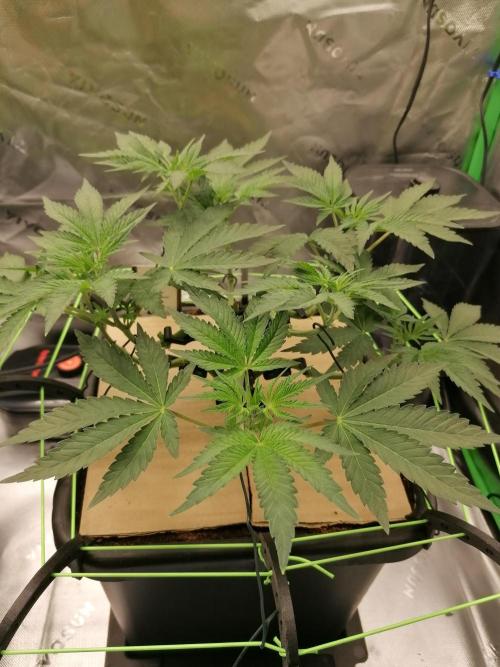 FastBud - Papayton -. Week 5 - W5D35
#1