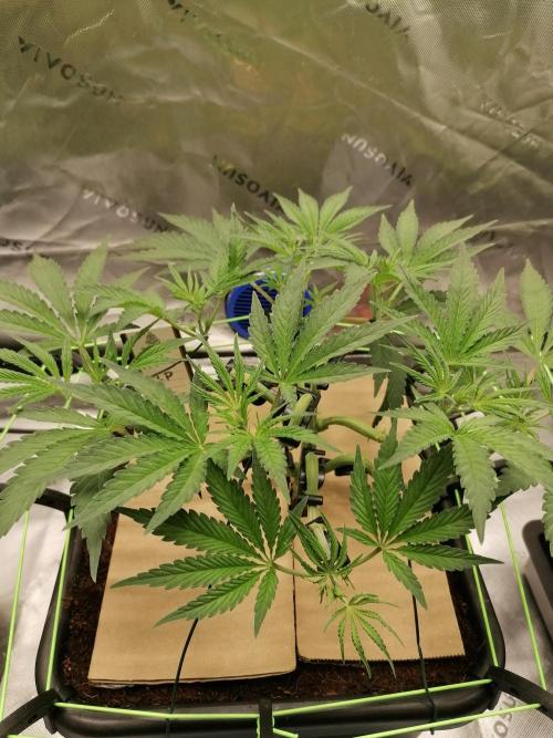 FastBud - Papayton -. Week 5 - W5D35
#2