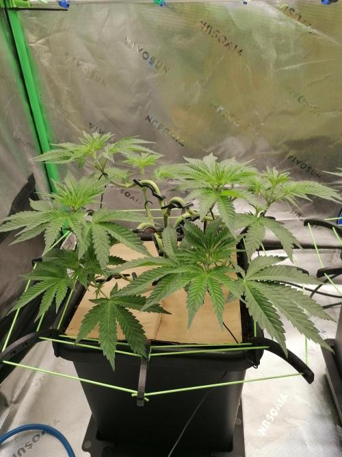 FastBud - Papayton -. Week 5 - W5D35
#3