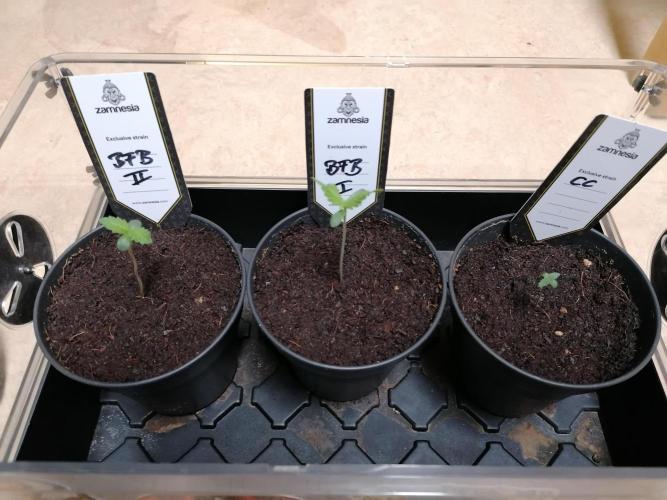 Sweet Berry's. Week 1