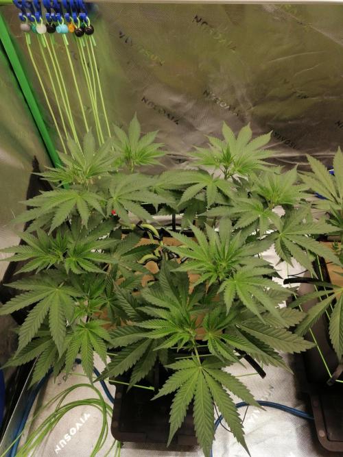 FastBud - Papayton -. Week 5 - W5D40
#3