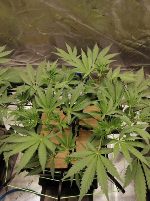FastBud - Papayton -. Week 5 - W5D40
#2