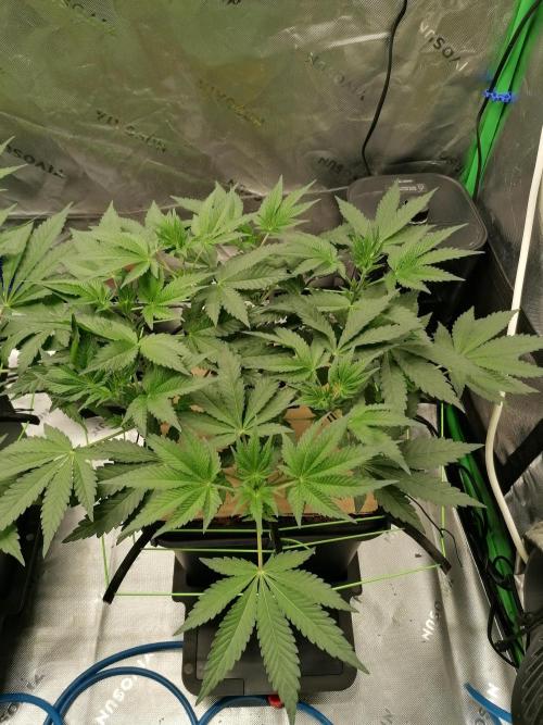 FastBud - Papayton -. Week 5 - W5D40
#1