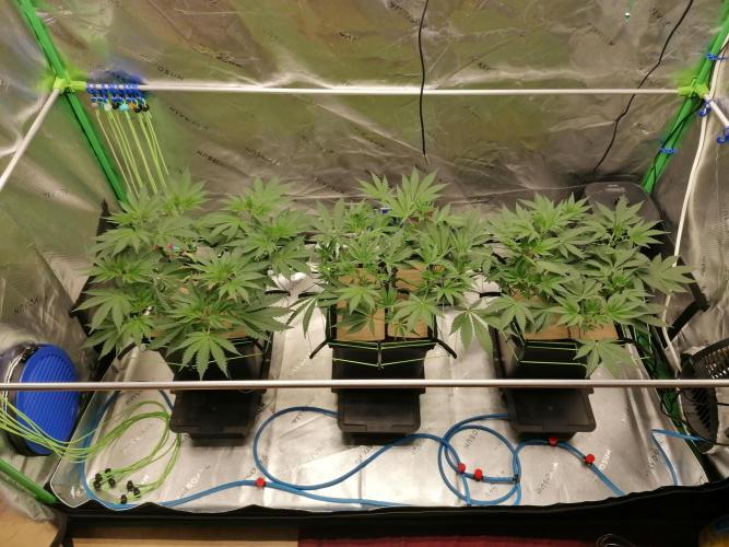 FastBud - Papayton -. Week 5 - W5D40