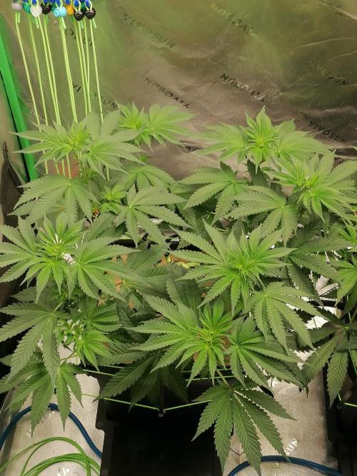 FastBud - Papayton -. Week 6 - W6D43
#3