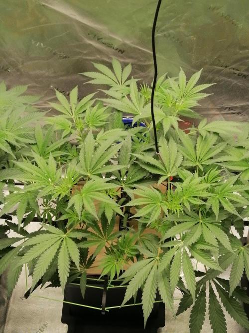 FastBud - Papayton -. Week 6 - W6D43
#2
