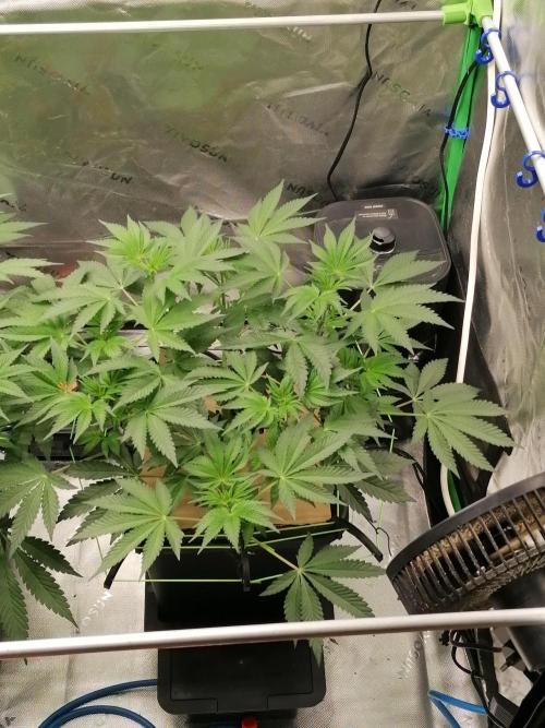 FastBud - Papayton -. Week 6 - W6D43
#1