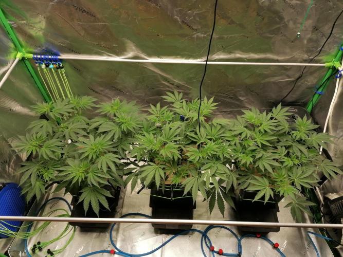 FastBud - Papayton -. Week 6 - W6D43