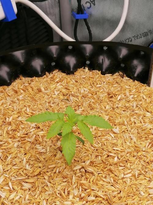 Sweet Berry's. Week 2 - W2D9
Blue Forest Berry #1