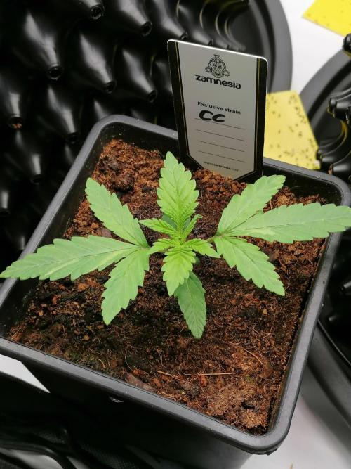 Sweet Berry's. Week 3 - W3D21
Chilled Cherry 