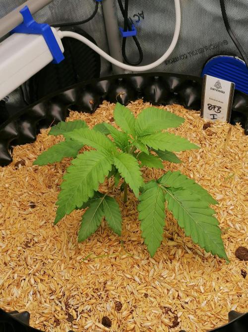 Sweet Berry's. Week 3 - W3D21
Blue Forest Berry #1