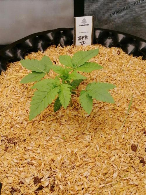 Sweet Berry's. Week 3 - W3D21
Blue Forest Berry #2