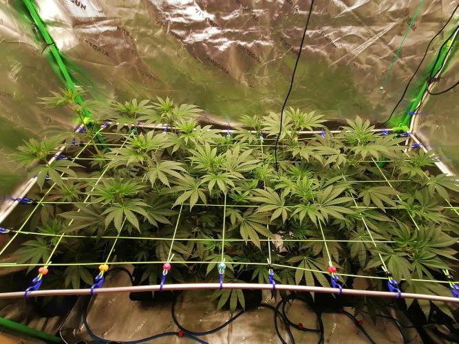 FastBud - Papayton -. Week 7