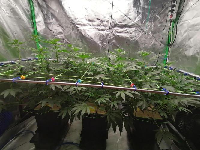 FastBud - Papayton -. Week 7