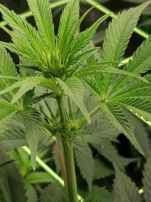 FastBud - Papayton -. Week 7