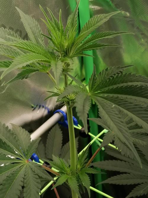 FastBud - Papayton -. Week 7