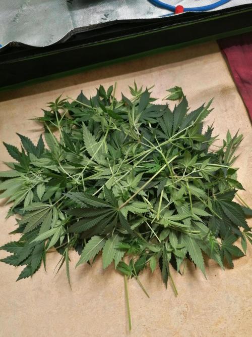 FastBud - Papayton -. Week 7 - Kam doch einiges zusammen. 