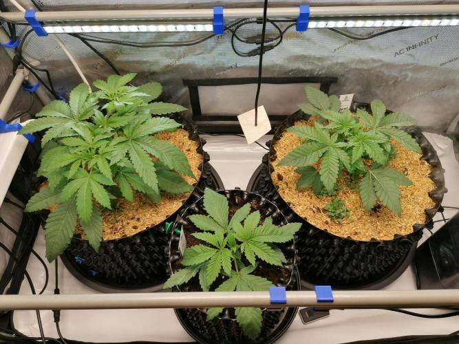 Sweet Berry's. Week 4