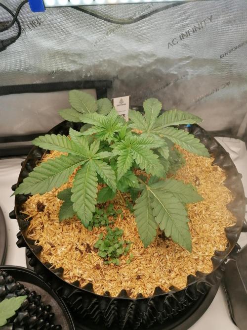 Sweet Berry's. Week 4 - Blue Forest Berry #2