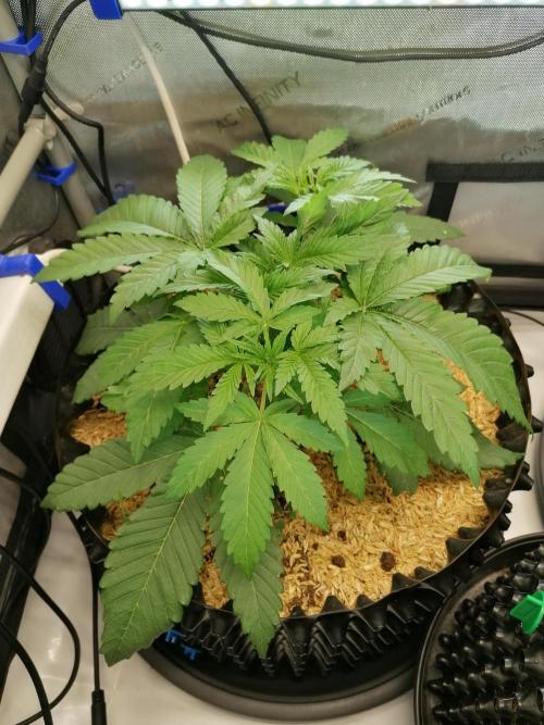 Sweet Berry's. Week 4 - Blue Forest Berry #1