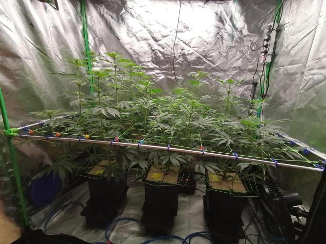 FastBud - Papayton -. Week 8