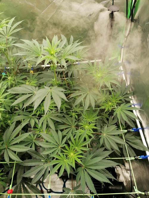 FastBud - Papayton -. Week 8