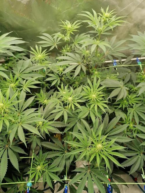 FastBud - Papayton -. Week 8