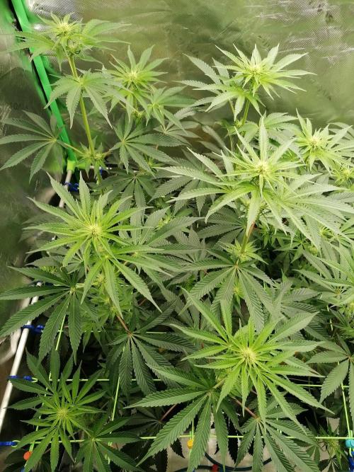 FastBud - Papayton -. Week 8