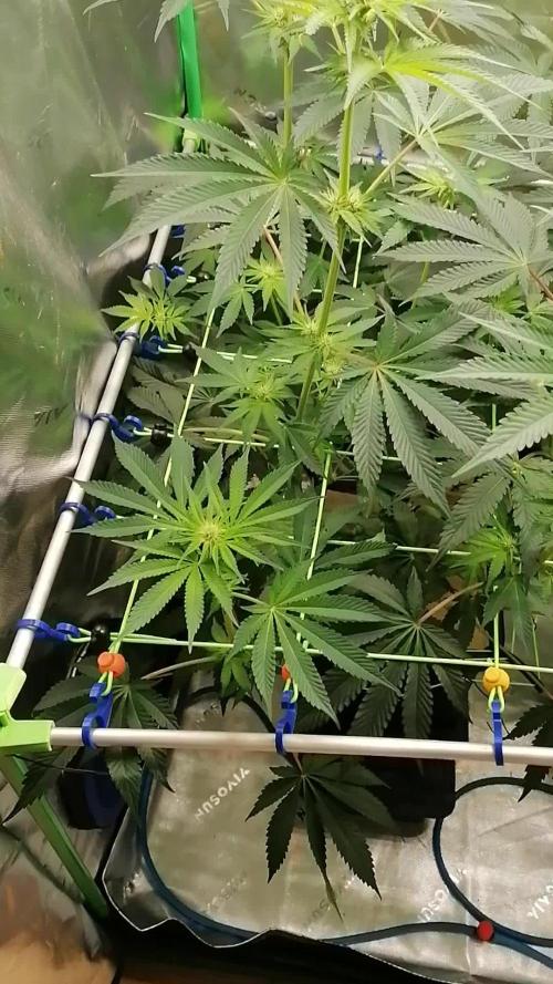 FastBud - Papayton -