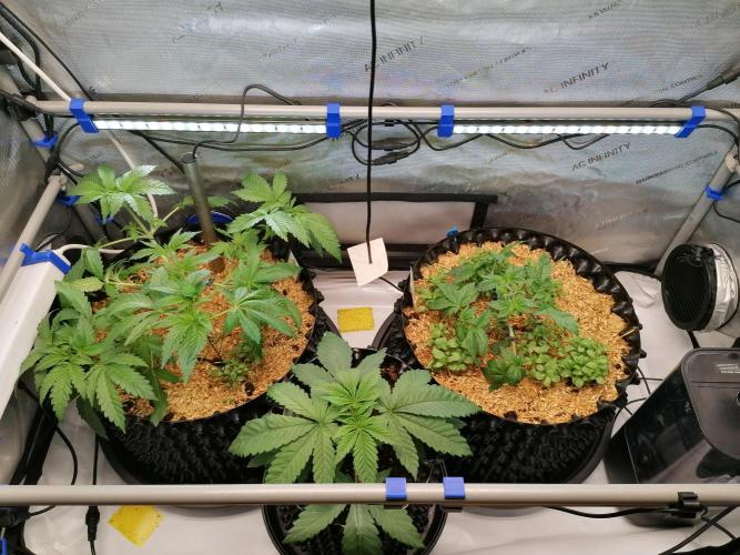 Sweet Berry's. Week 4
