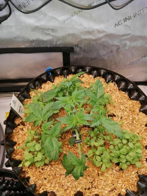 Sweet Berry's. Week 4 - Blue Forest Berry #2