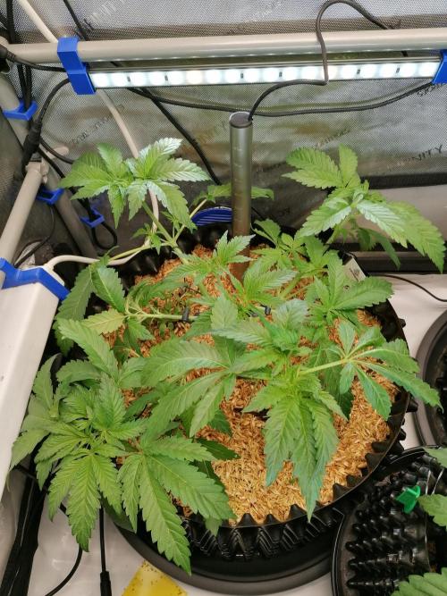Sweet Berry's. Week 4 - Blue Forest Berry #1