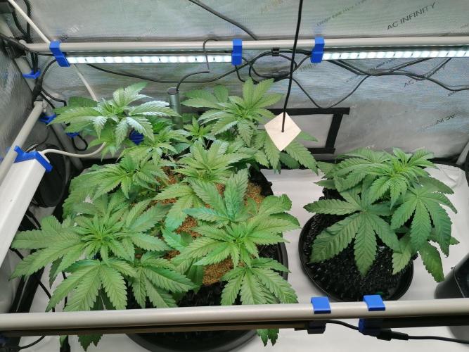 Sweet Berry's. Week 5