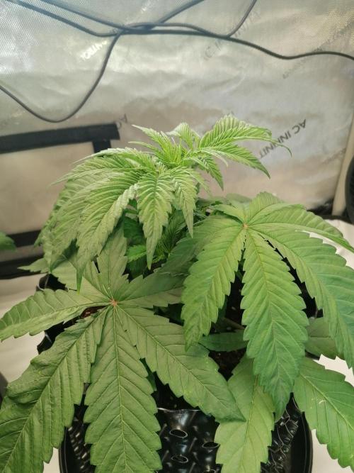 Sweet Berry's. Week 5 - Chilled Cherry 