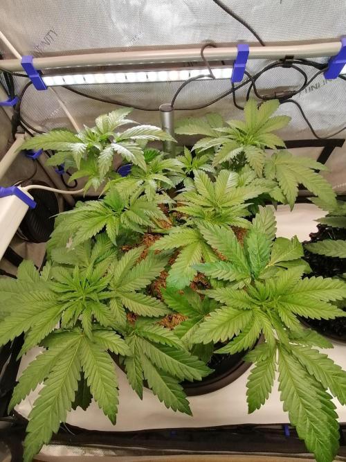 Sweet Berry's. Week 5 - Blue Forest Berry #1