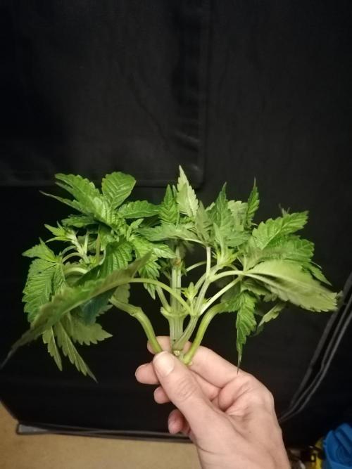 Sweet Berry's. Week 5 - Blue Forest Berry #2 🤕🤕 
