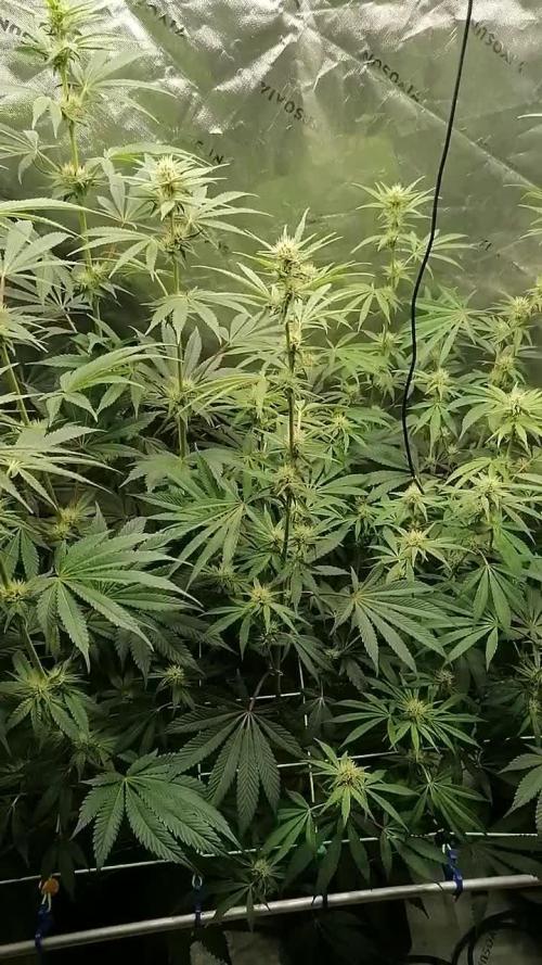 FastBud - Papayton -