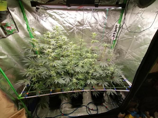 FastBud - Papayton -. Week 9