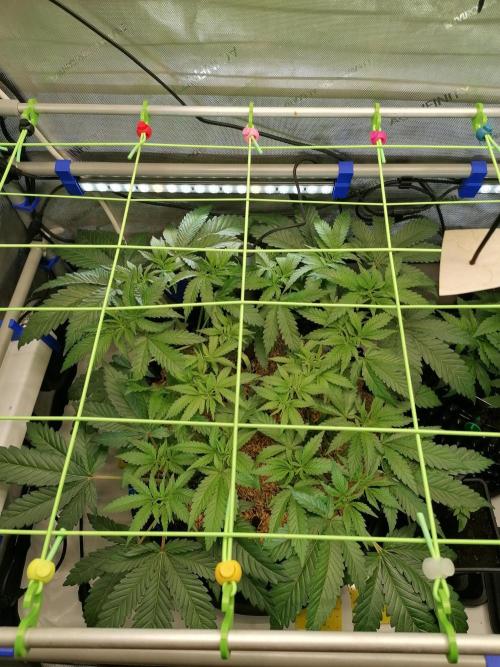 Sweet Berry's. Week 5 - W5D31