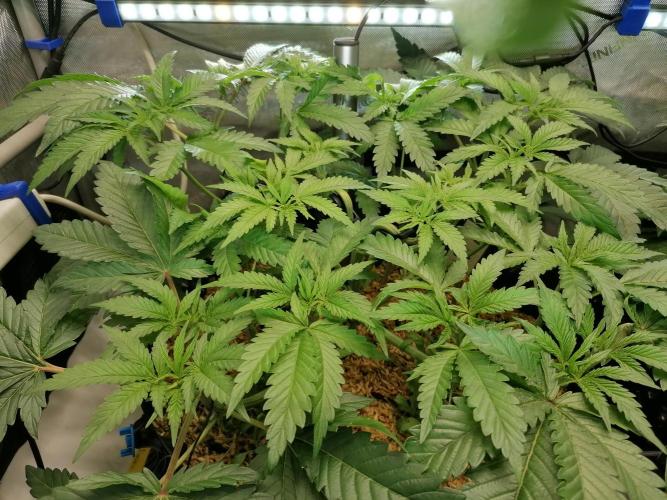 Sweet Berry's. Week 5 - W5D31